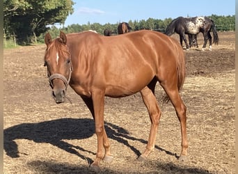 Arabian horses, Mare, 3 years, 15.1 hh, Chestnut-Red