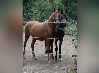 Arabian horses, Mare, 3 years, 15.1 hh, Chestnut-Red