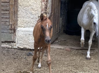 Arabian horses, Mare, 3 years, 15.1 hh, Chestnut-Red