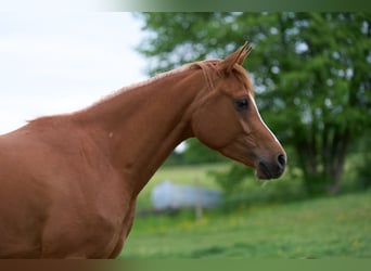 Arabian horses, Mare, 3 years, 15.1 hh, Chestnut-Red