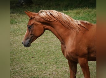 Arabian horses, Mare, 3 years, 15,1 hh, Chestnut-Red