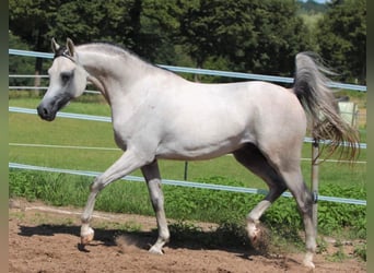 Arabian horses, Mare, 3 years, 15,1 hh, Chestnut-Red