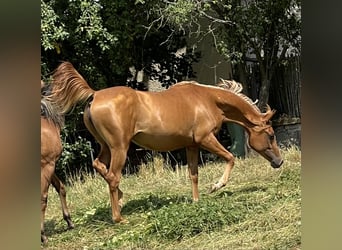 Arabian horses, Mare, 3 years, 15,1 hh, Chestnut-Red