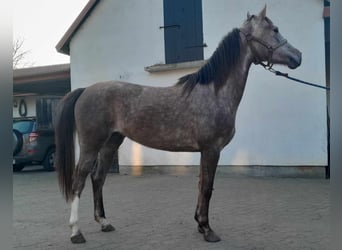 Arabian horses, Mare, 3 years, 15,1 hh, Gray