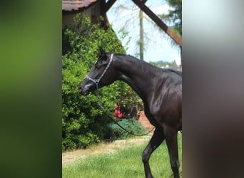 Arabian horses, Mare, 3 years, 15,2 hh, Black