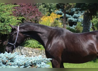 Arabian horses, Mare, 3 years, 15,2 hh, Black