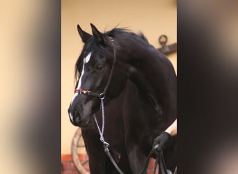 Arabian horses, Mare, 3 years, 15,2 hh, Black