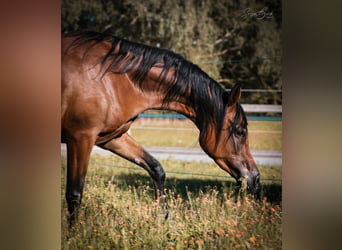 Arabian horses, Mare, 3 years, 15.2 hh, Brown