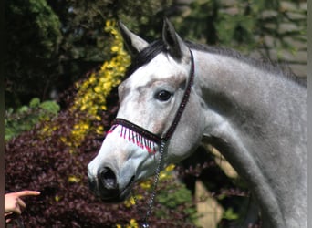 Arabian horses, Mare, 3 years, 15.2 hh, Gray