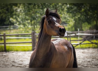 Arabian horses, Mare, 3 years, 15 hh, Bay-Dark