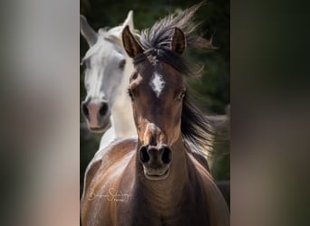 Arabian horses, Mare, 3 years, 15 hh, Bay-Dark