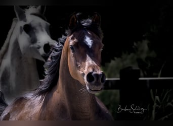 Arabian horses, Mare, 3 years, 15 hh, Bay-Dark
