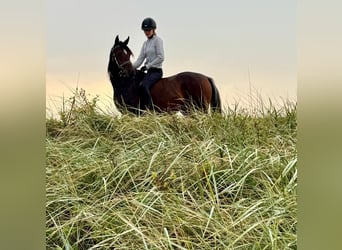Arabian horses, Mare, 3 years, 15 hh, Bay-Dark