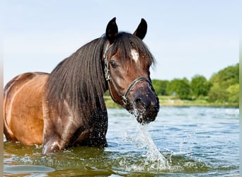 Arabian horses, Mare, 3 years, 15 hh, Bay-Dark