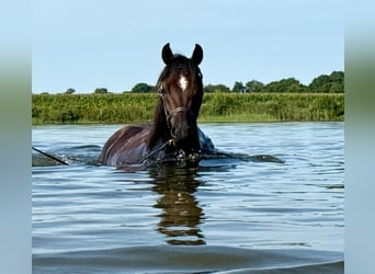 Arabian horses, Mare, 3 years, 15 hh, Bay-Dark