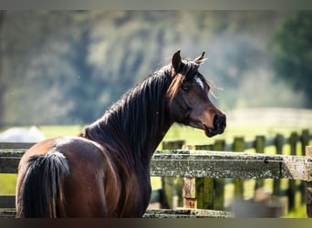 Arabian horses, Mare, 3 years, 15 hh, Bay-Dark