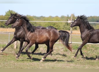 Arabian horses, Mare, 3 years, 15 hh, Black