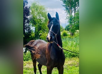 Arabian horses, Mare, 3 years, 15 hh, Black