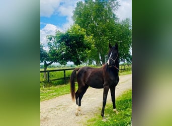 Arabian horses, Mare, 3 years, 15 hh, Black