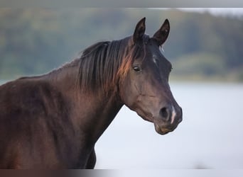 Arabian horses, Mare, 3 years, 15 hh, Black