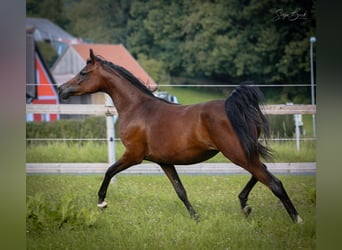 Arabian horses, Mare, 3 years, 15 hh, Brown
