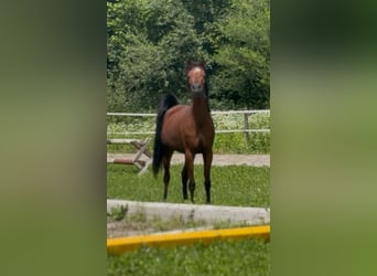 Arabian horses, Mare, 3 years, 15 hh, Brown