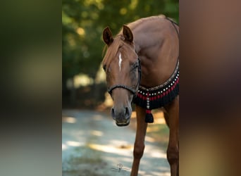 Arabian horses, Mare, 3 years, 15 hh, Chestnut-Red