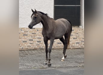 Arabian horses, Mare, 3 years, 15 hh, Grey
