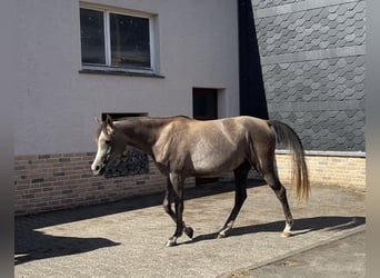 Arabian horses, Mare, 3 years, 15 hh, Grey
