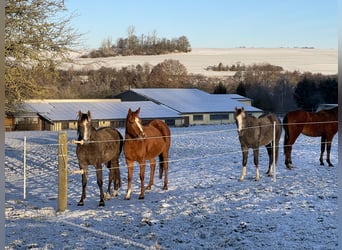 Arabian horses, Mare, 3 years, 15 hh, Grey