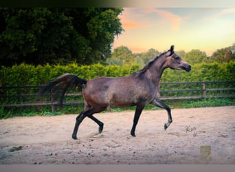 Arabian horses, Mare, 3 years, 15 hh, Grey-Fleabitten