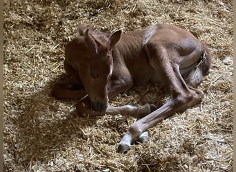 Arabian horses, Mare, 3 years, 15,1 hh, Chestnut-Red