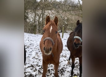 Arabian horses, Mare, 3 years, 15,1 hh, Chestnut-Red