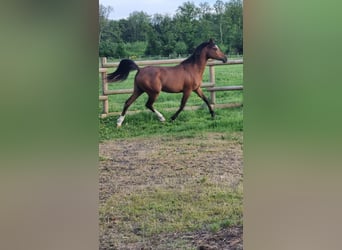 Arabian horses, Mare, 3 years, Bay-Dark