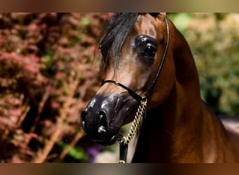 Arabian horses, Mare, 3 years, Brown
