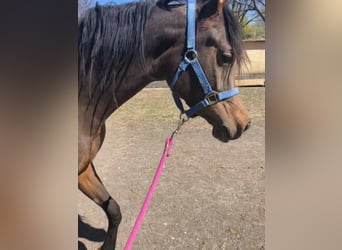Arabian horses, Mare, 3 years, Brown