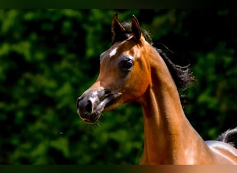Arabian horses, Mare, 3 years, Brown