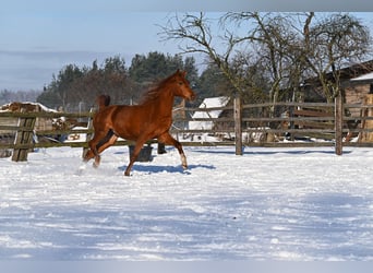 Arabian horses, Mare, 3 years, Chestnut-Red