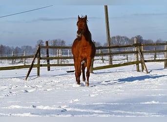 Arabian horses, Mare, 3 years, Chestnut-Red