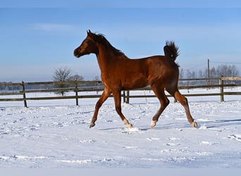 Arabian horses, Mare, 3 years, Chestnut-Red