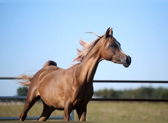 Arabian horses, Mare, 3 years, Chestnut-Red