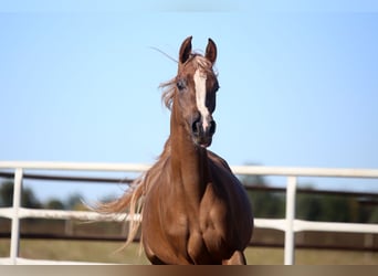 Arabian horses, Mare, 3 years, Chestnut-Red