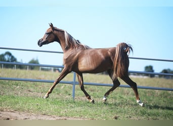 Arabian horses, Mare, 3 years, Chestnut-Red
