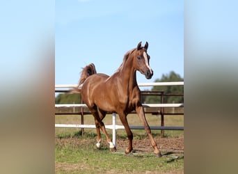Arabian horses, Mare, 3 years, Chestnut-Red