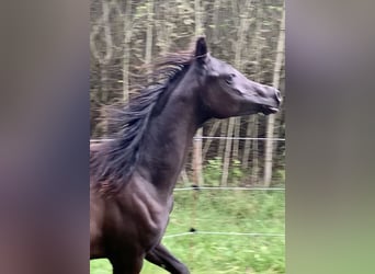 Arabian horses, Mare, 4 years, 14,2 hh, Black