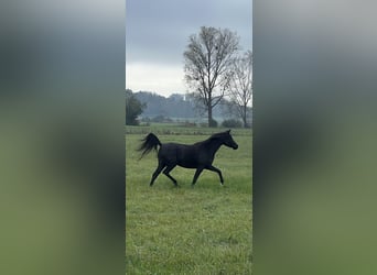 Arabian horses, Mare, 4 years, 14,2 hh, Black