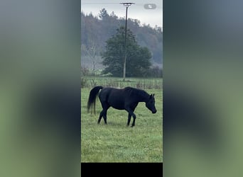 Arabian horses, Mare, 4 years, 14,2 hh, Black