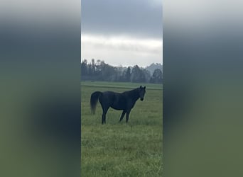 Arabian horses, Mare, 4 years, 14,2 hh, Black