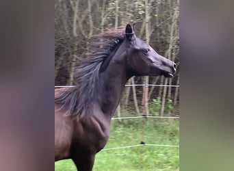 Arabian horses, Mare, 4 years, 14,2 hh, Black