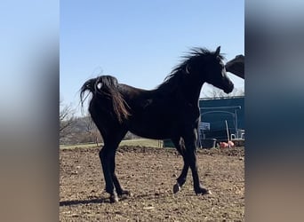 Arabian horses, Mare, 4 years, 14,2 hh, Black